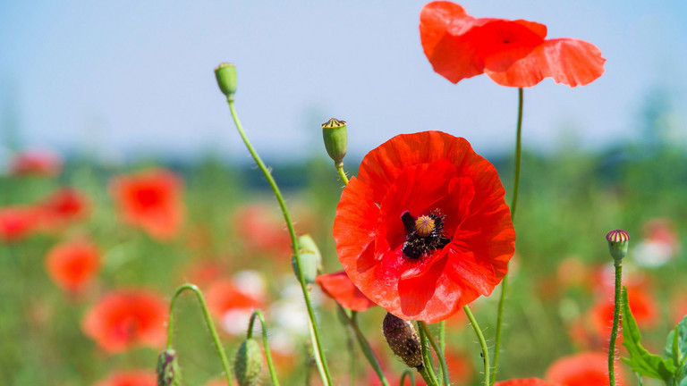 Meadow with poppies as a symbol of the fertility center at the Albertinen Hospital/Albertinen International in Hamburg